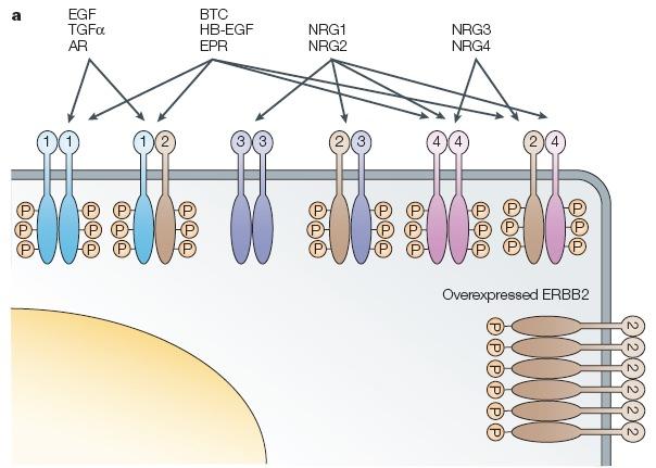 Erb-B Receptor Family, Ligands and Dimers AR, amphiregulin; BTC, betacellulin; EPR, epiregulin; HB-EGF,
