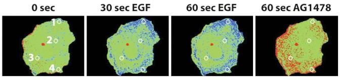 Formation of Phosphotyrosine on the EFG-R Following Ligand Addiition Inhibitor (AG1478) of EGF-R Kinase