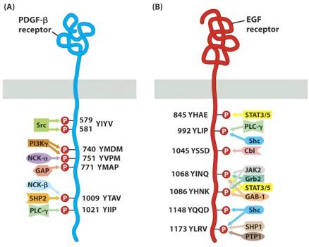 Attraction of Signal Transducing Proteins by Phosphorylated Receptors