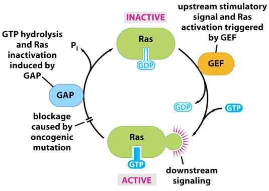 The Ras Signaling Cycle (Guanine nucleotide Exchange Factor) (GTPase