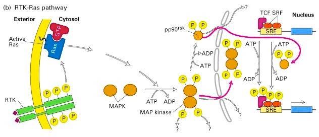 Activation of Ras Pathway Following 