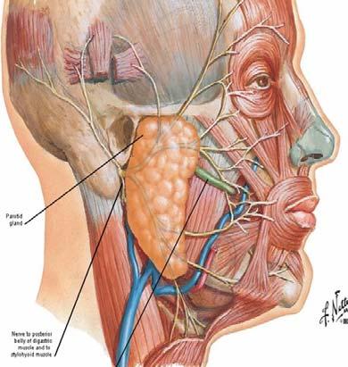 M1 - Anatomy Parotid Gland, Temporomandibular Joint and Infratemporal Fossa Jeff Dupree Sanger 9-057 jldupree@vcu.