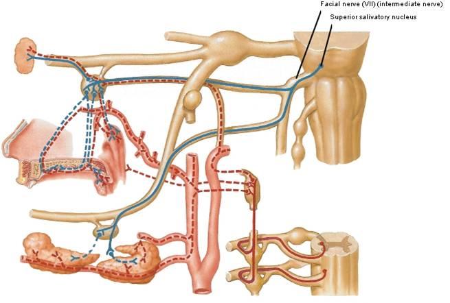 Innervation for Taste of Anterior 2/3 of Tongue Innervation of Submandibular Gland geniculate ganglion chorda tympani joins (piggy backs) lingual nerve taste to anterior 2/3 of tongue 55 56 Summary