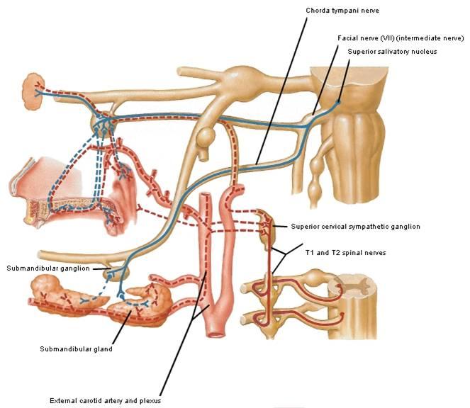 Parotid Gland Innervation Submandibular Gland Innervation Parasympathetic Innervation (motor secretion) Inferior salivatory nucleus CN IX Tympanic branch passes through tympanic plexus Lesser