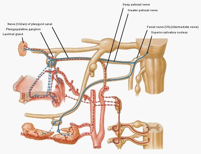 ) Auriculotemporal nerve Parotid Gland 7 8 Submandibular Gland Innervation Lacrimal Gland Innervation Parasympathetic Innervation (secretomotor) Superior salivatory nucleus Nervus Intermedius (VII)