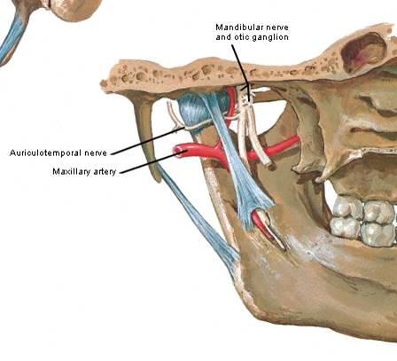 Structures Vulnerable to TMJ Trauma Muscles of