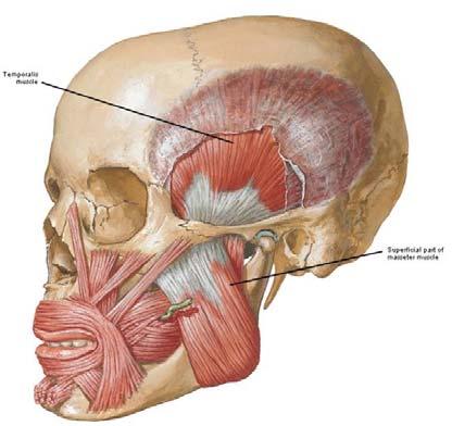 -lateral pterygoid 19 20 Muscles of Mastication