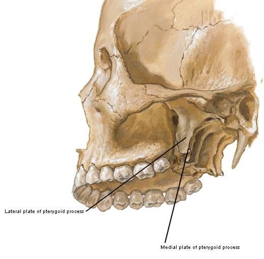 sphenoid and maxilla I: angle of mandible A: closes