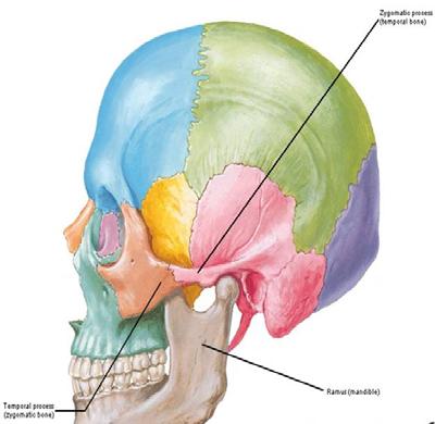25 26 Actions of Muscles of Mastication Temporalis: closes, retracts Masseter: closes Medial pterygoid: closes Lateral pterygoid: grinds, protracts Summary of TMJ Bones: mandible: condylar process
