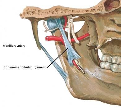 in infratemporal fossa -3 rd part is in pterygopalatine fossa 33 34 Entrance of Maxillary Artery into Infratemporal Fossa First