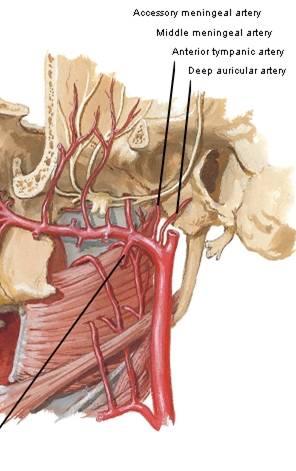 Mandibular Division of Maxillary Artery Mandibular Division of Maxillary Artery Deep auricular: