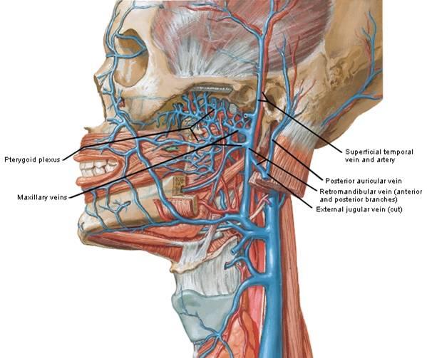 maxillary (pterygoid plexus) = retromandibular Retromandibular divides- anterior division posterior division Anterior division +