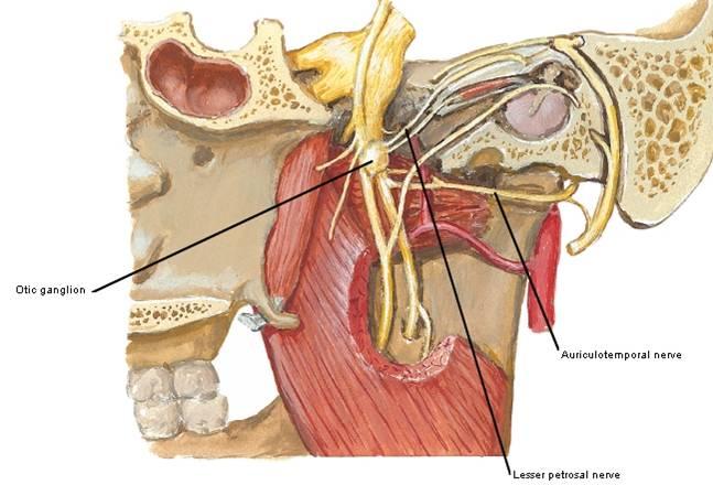 to lateral pterygoid Nerves of the Mandibular Division of CN V n. to masseter ant. deep temporal post.
