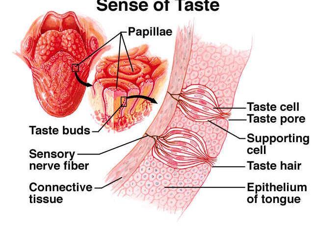 Chemoreceptors of the taste buds located on the anterior 2/3 of the tongue and hard and soft palates initiate receptor (generator) potentials