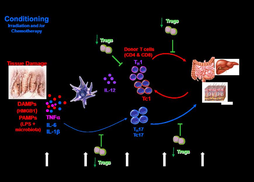 Figure 1. Overview of GVHD pathogenesis [35]. Conditioning regimen before HSCT causes damaged tissue to release DAMPs, PAMPs (LPS) and proinflammatory cytokines.