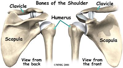 scapula, called the glenoid, makes up the socket of the shoulder. The glenoid is very shallow and flat. The labrum is a rim of soft tissue that makes the socket more like a cup.