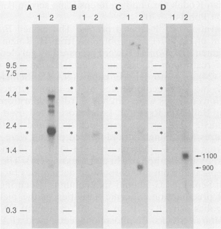 5 ±g of RNA from HSV-1- infected CV-1 cells with 400,ug of PAA per ml; 4, 2.5,g of RNA from HSV-1-infected CV-1 cells with 50,ug of cycloheximide per ml. (A) strain F, 2.