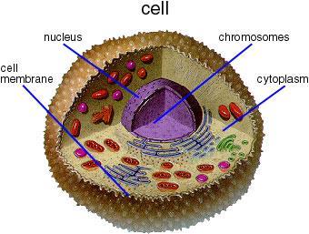 Cell Organelles little organs