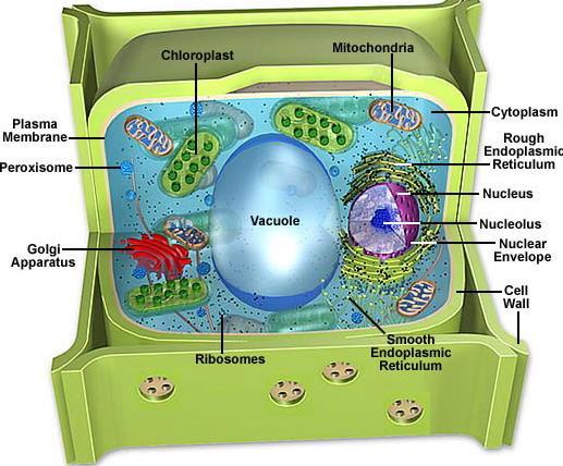 VACUOLE Function: Stores water & nutrients Facts: - Large and in the center in plant cells -