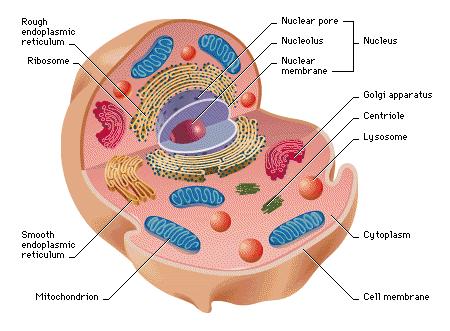 The Differences ANIMAL CELL
