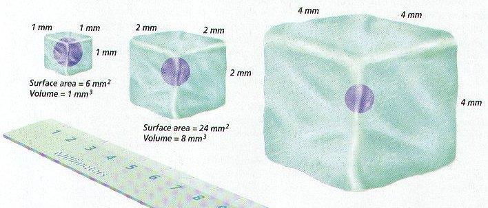 Cell Size and Diffusion Cells must remain small to maximize diffusion The larger a cells volume becomes, the less efficient it becomes.