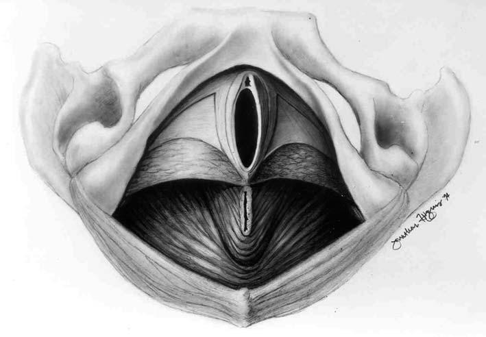 Functional anatomy of the pelvic floor 13 (vagina) in the center of its berth as it rests on the water (pelvic muscles).