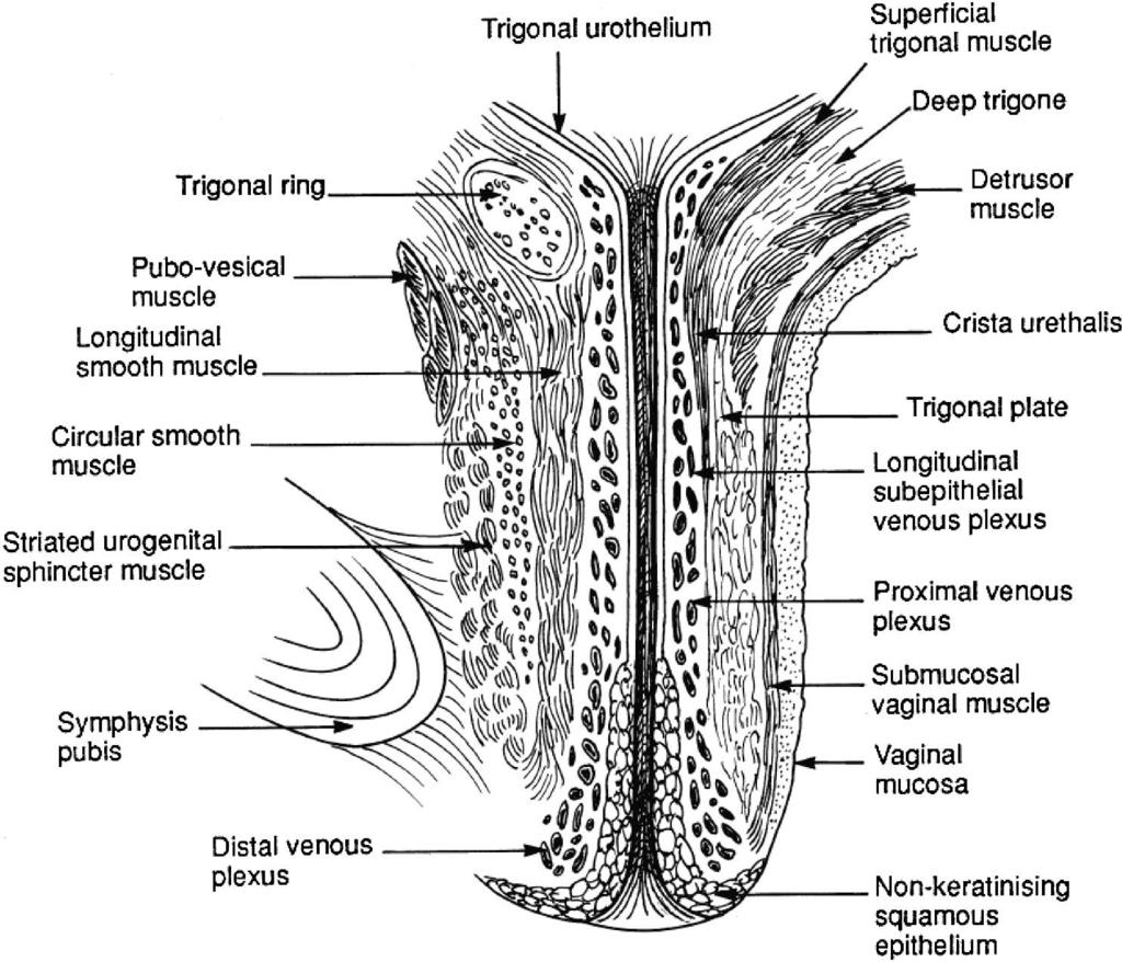 14 Wei and De Lancey FIGURE 19. Cross-section of the urethra modified from Huisman (1983) [from Strohbehn and DeLancey (Saunders, with permission)]. tomic entity.