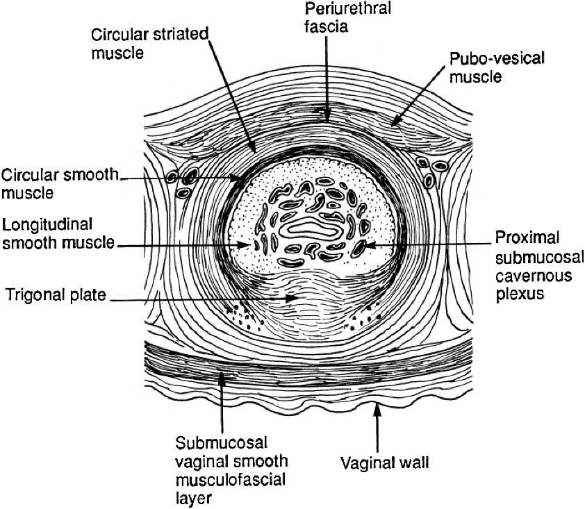 Functional anatomy of the pelvic floor 15 FIGURE 20. Sagittal section of the mid-urethra modified from Huisman (1983) [from Strohbehn and DeLancey (Saunders, with permission)].