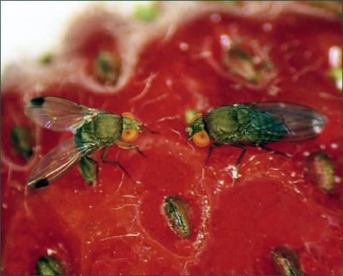 Spotted Wing Drosophila (Drosophila suzukii) Native to southeast Asia First detected in CA in 2008 Introduced to