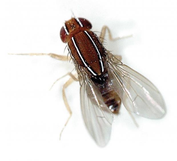 African Fig Fly (Zaprionus indianus) Native to Africa, the Middle East, and Eurasia Found in Central America First detected in Florida
