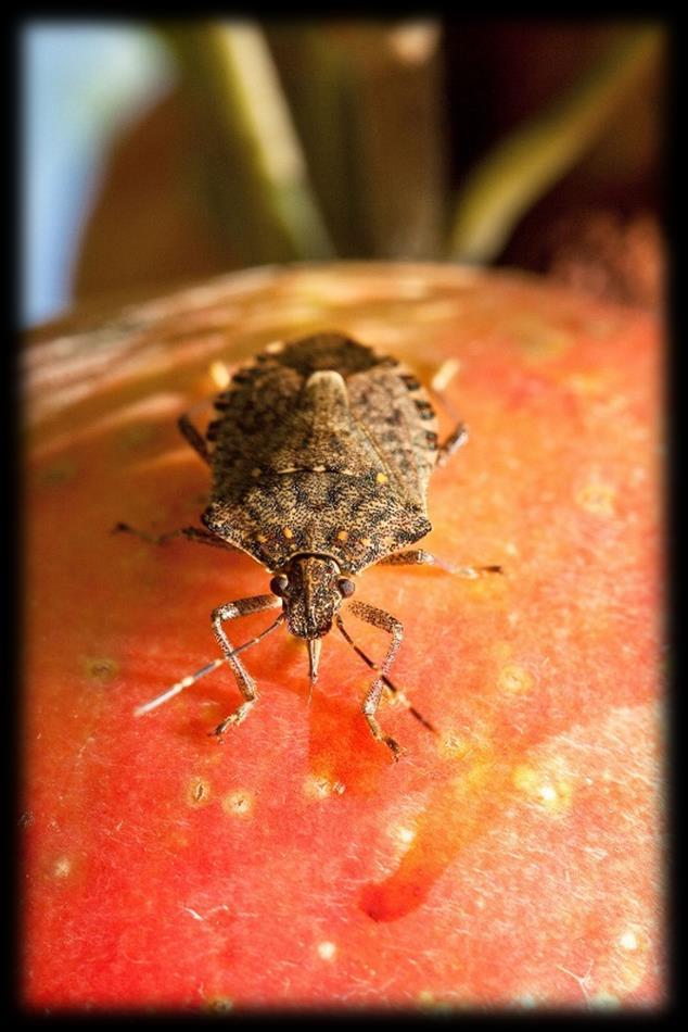 Brown Marmorated Stink Bug Halyomorpha halys A highly invasive crop pest First detected in PA in late 1990s Has
