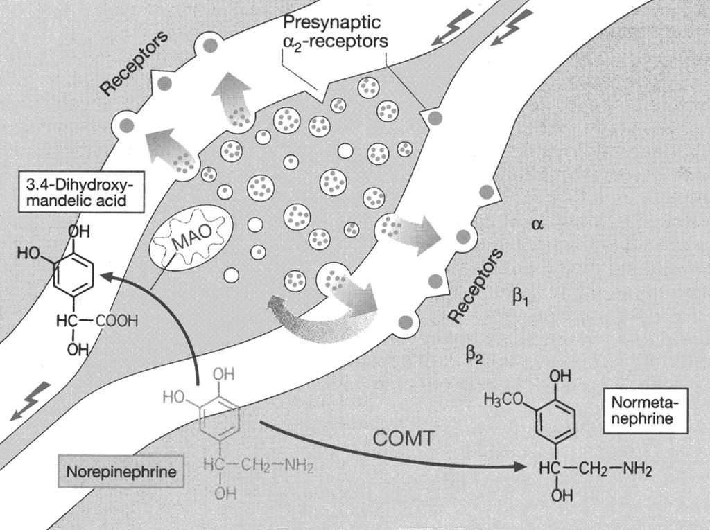 Adrenergic System Termination of (nor)epinephrine action: Reuptake into presynaptic nerve ending Predominant mechanism active transport; inhibited by Cocaine Catechol-O-methyltransferase (COMT)