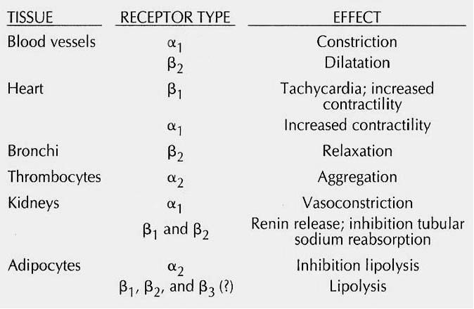 Adrenergic System Adrenergic receptors: alpha 1 most vascular smooth muscles Activate PLCβ => Ca ++ => Contraction alpha 2 mostly presynaptic Inhibit adenylate cyclase (Gα i ) beta 1