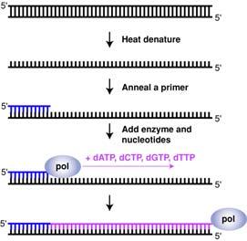 Reaction PCR: Polymerase Chain Reaction