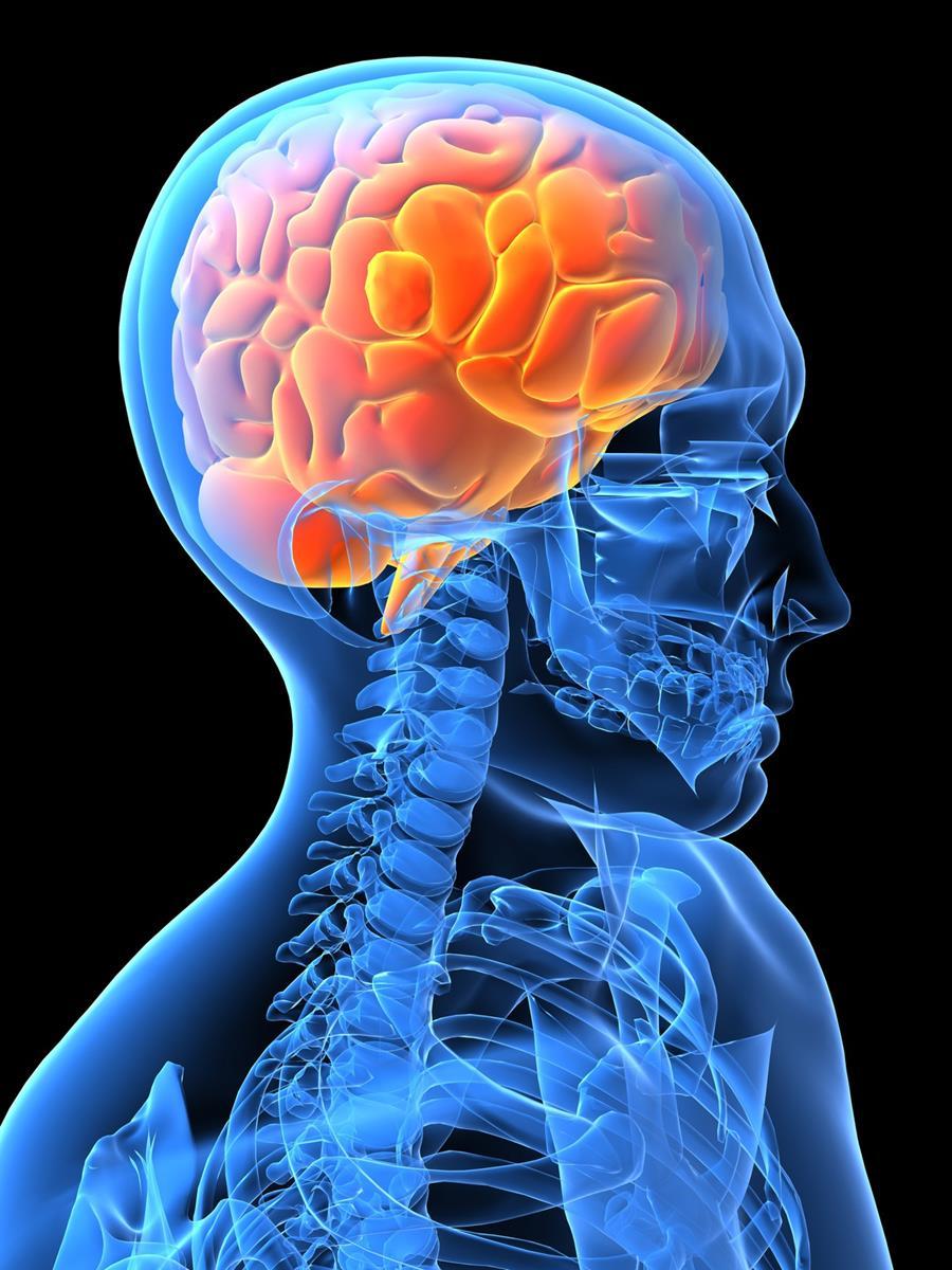 40. Diagram a human brain and identify the functions of the brain stem, cerebrum, occipital lobe and