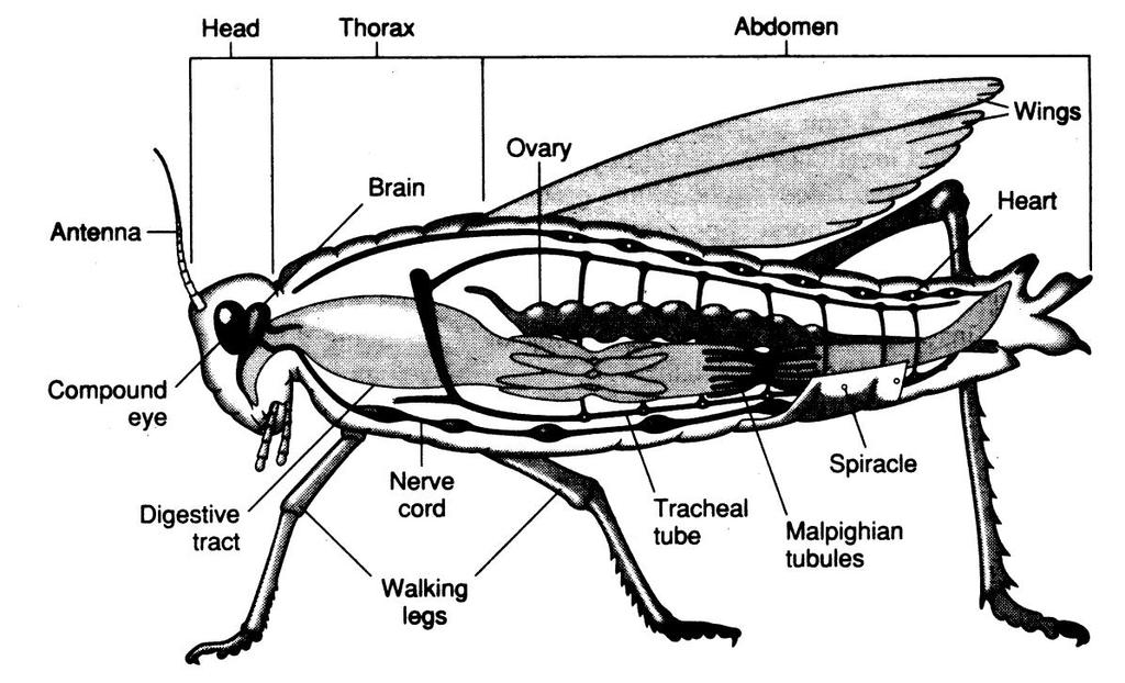 Grasshoppers are arthropods with organs highly developed for surviving in dry climates. Observe the tracheal tubes, spiracles, and the malpighian tubules in the diagram below.