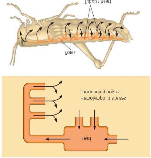 Copy the diagram of the grasshopper s internal structures from the white board Many arthropods go through a process of metamorphosis.