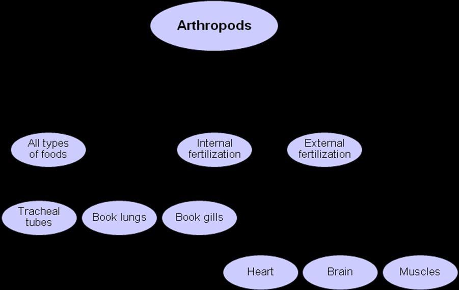 Below is a summary of the versatility displayed by arthropods in a sample of some of life s activities: The classification of arthropods is largely based on the number and structure of their body