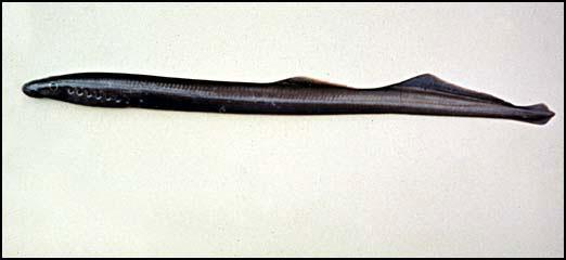 fins are not paired, eel-like body,