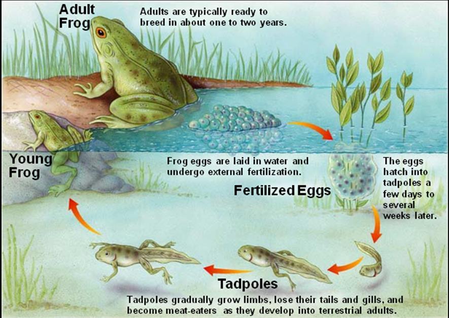 Amphibia (frogs, toads, salamanders) - paired limbs usually present - moist