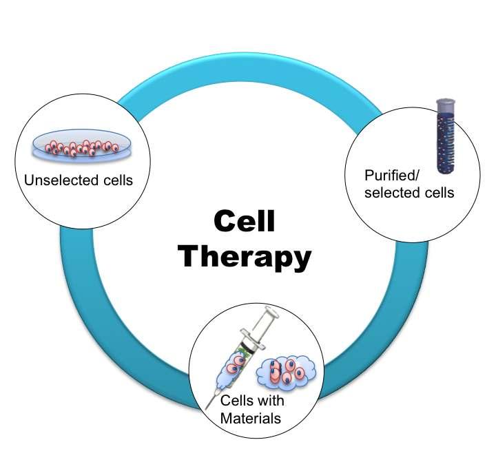 Figure 2: Cell therapy: This figure shows different cell therapy approaches with different levels of sophistication and translational potential; unselected cells, purified cells and cells with