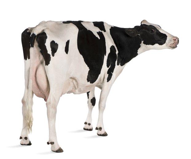 Cows have a limited capacity to digest starch that is entering the duodenum and this can lead to considerable amounts of starch excreted via the feces.