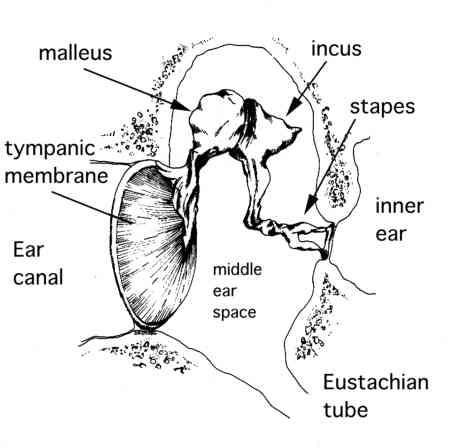 THE EAR: The Middle Ear OSSICLES: malleus, incus, and stapes; the stapes is the output