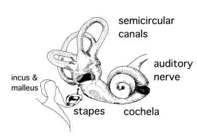 harmful sounds THE EAR: The Inner Ear SEMICIRCULAR CANALS: fluid-filled tubes important for