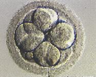 Embryo quality and embryo selection - the bigger