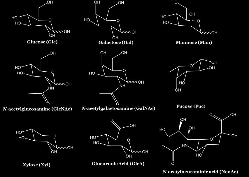 2 All of these sugars are composed of six carbons with the exception of xylose (a five carbon sugar) and sialic acid (nine carbon sugars).