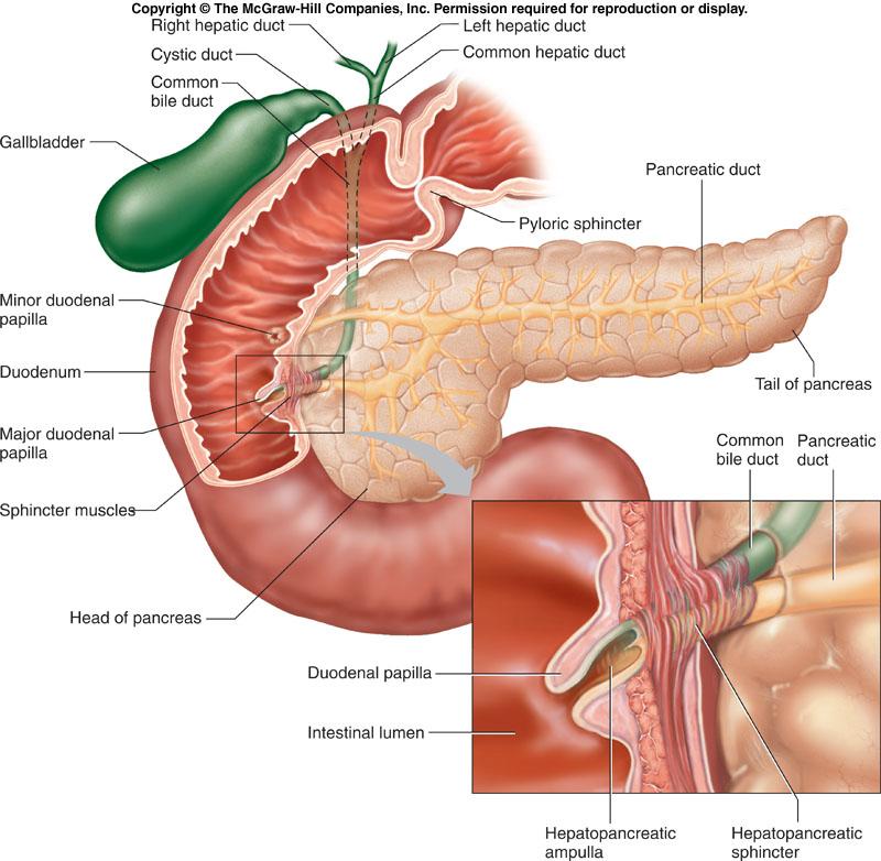 The Digestive System The