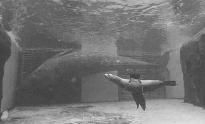 Sea lion with video camera records gray whale behavior 291 Figure 2.