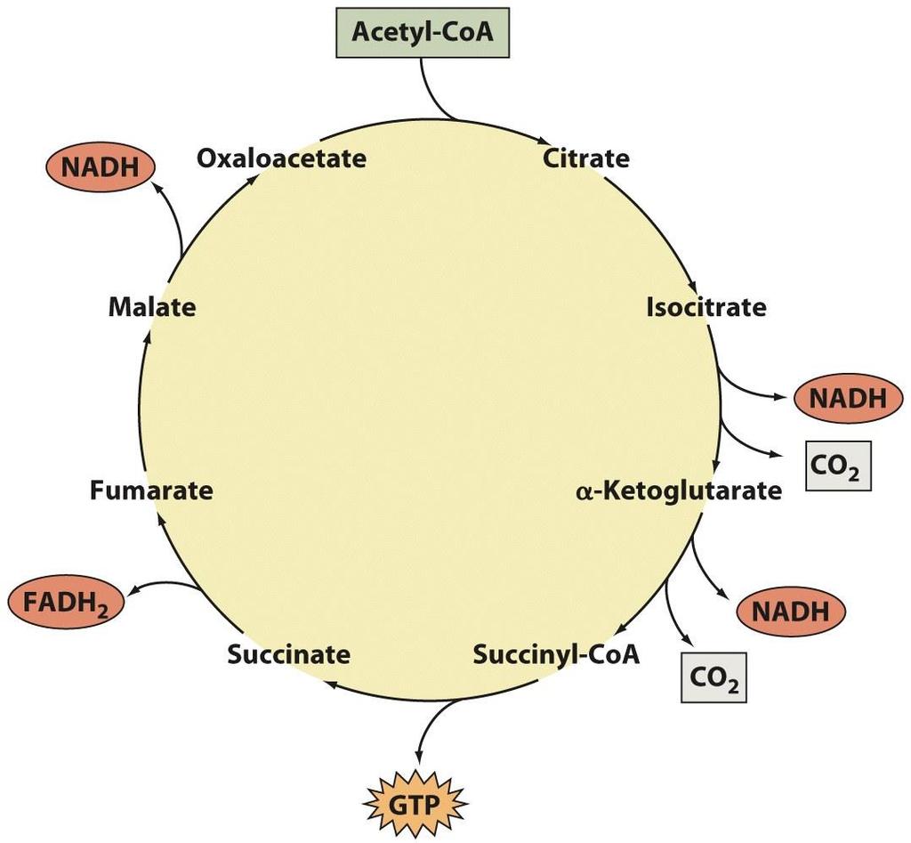 Krebs cycle Products - Oxidation of acetyl group of acetyl- CoA results in the liberation of free energy and electrons - Free energy is conserved in the form of GTP which can be readily converted to