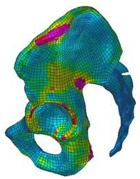 The geometry of the detailed pelvis model was modelled by CT images from PMHSs.